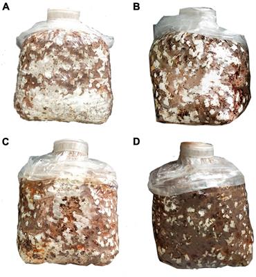 Hydrated lime promoted the polysaccharide content and affected the transcriptomes of Lentinula edodes during brown film formation